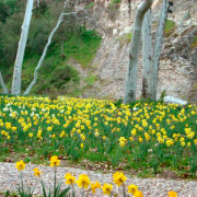 6,000 daffodil bulbs are planted on the property