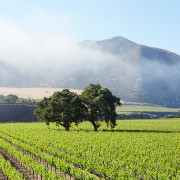 One of the many wineries nearby