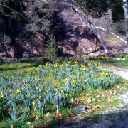 6000 Daffodils in Early Spring